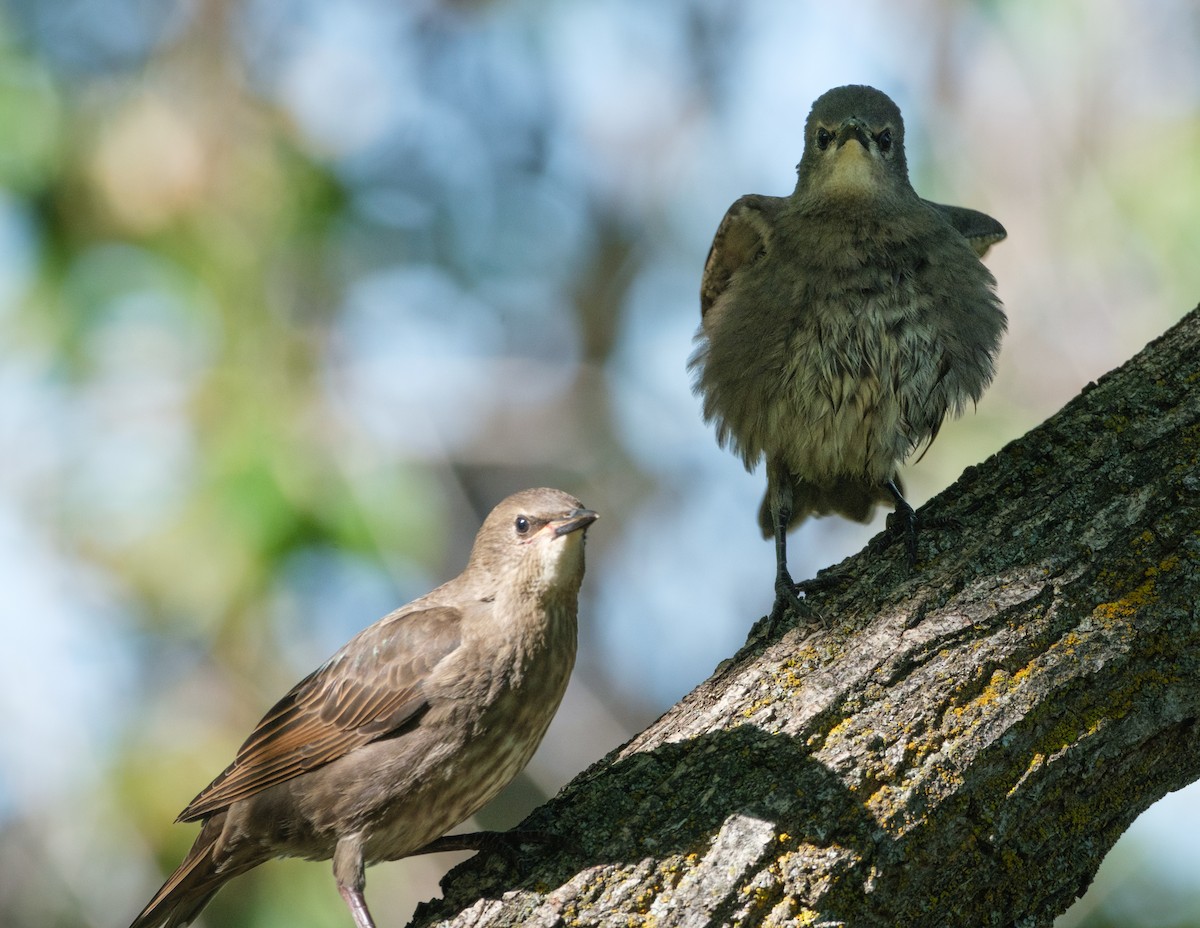 European Starling - ML620629491