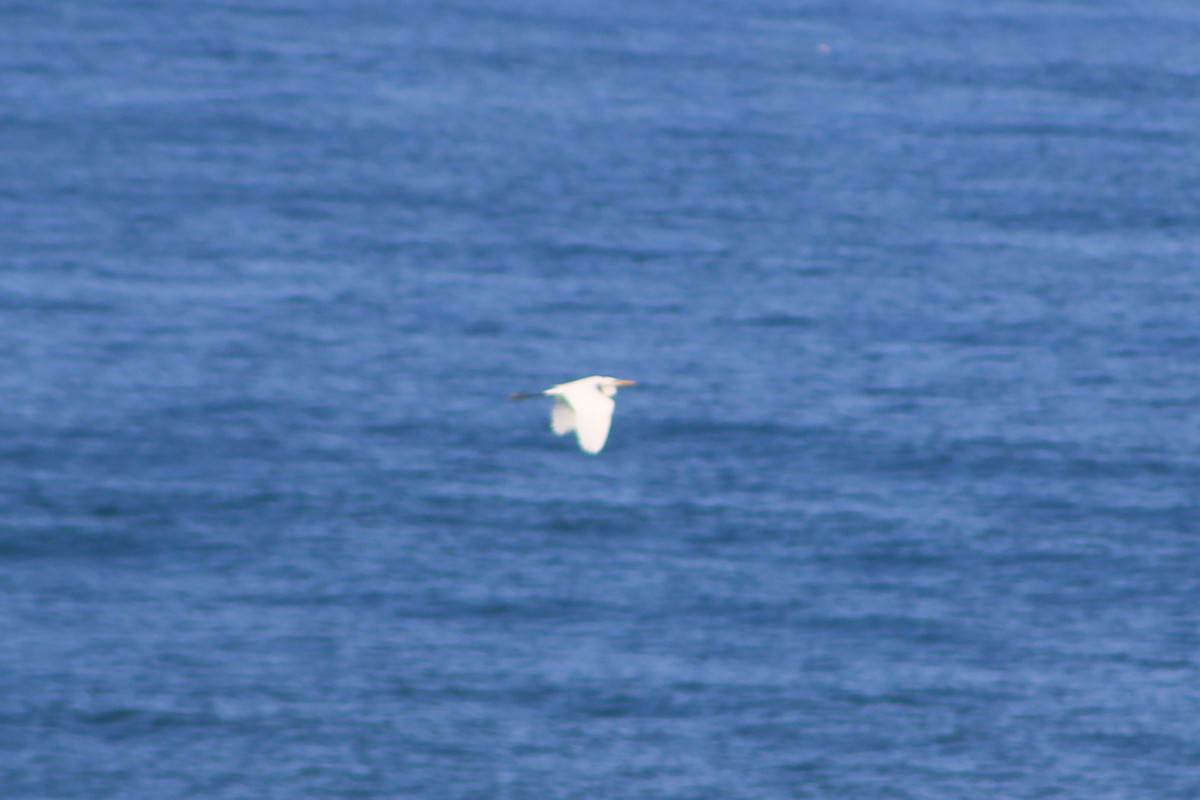 Great Egret - ML620629492