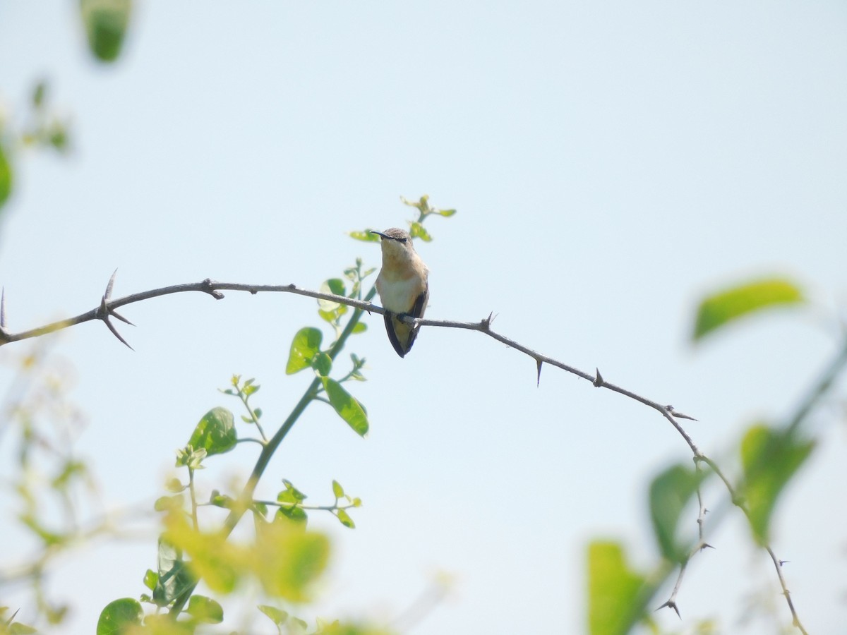 Colibri à queue courte - ML620629495