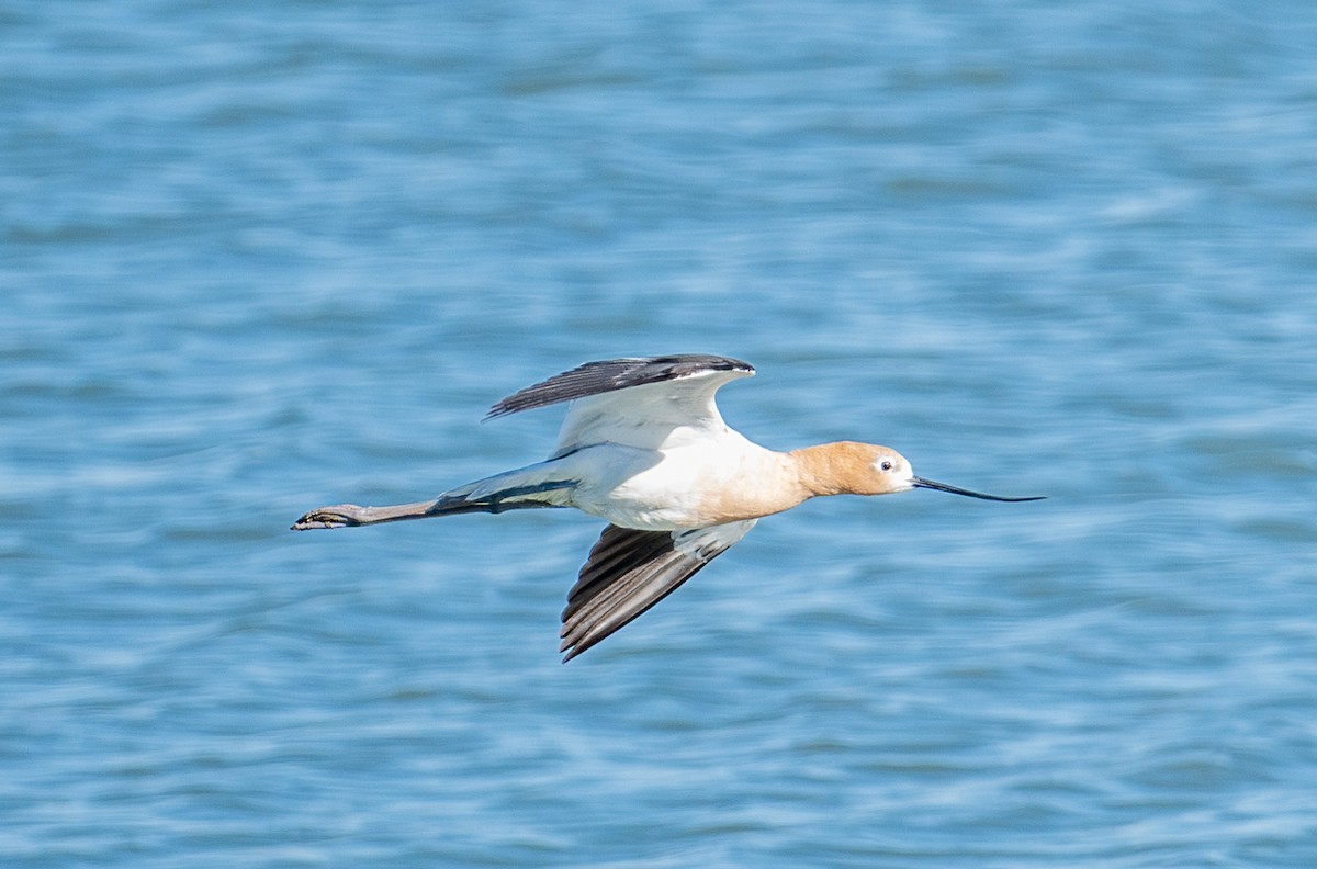 Avocette d'Amérique - ML620629497