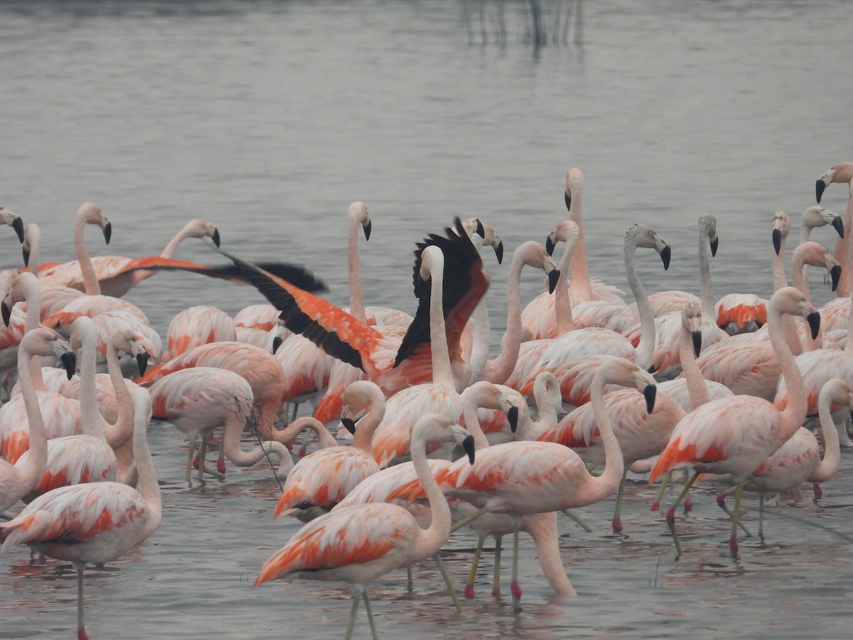 Chilean Flamingo - ML620629506