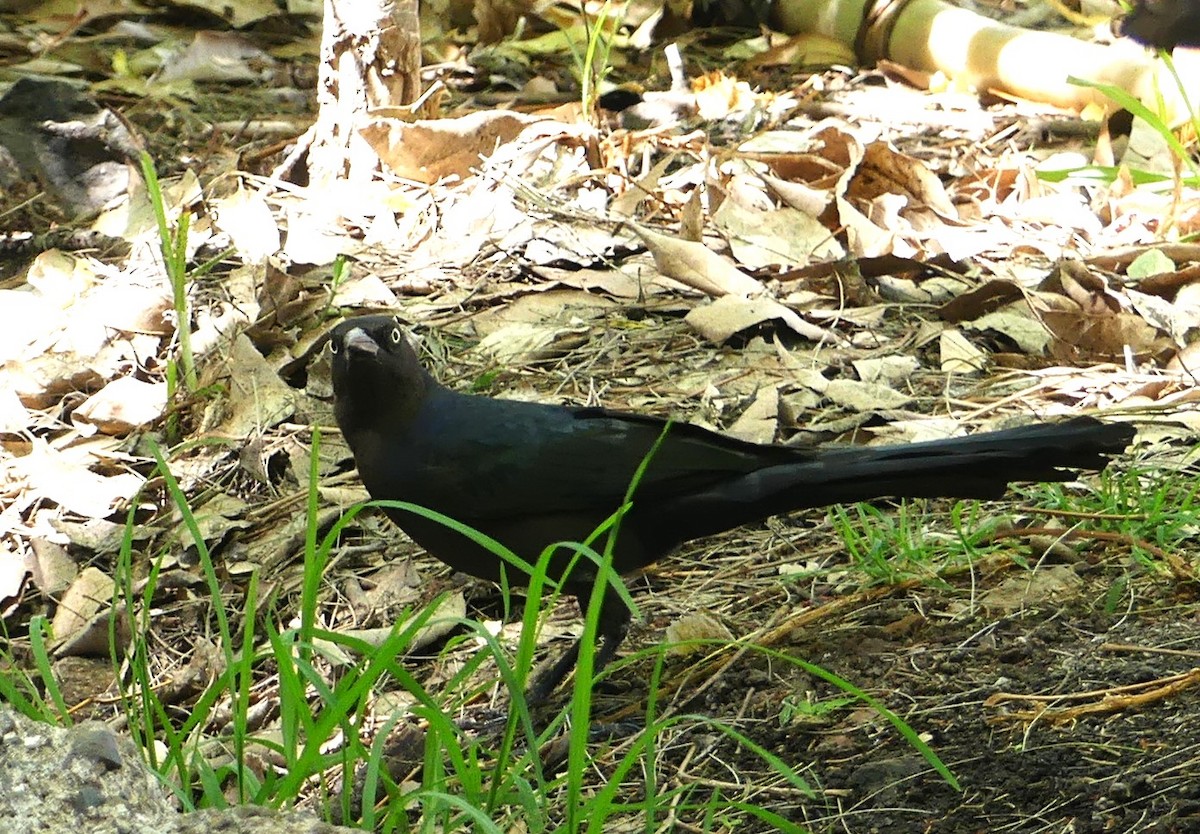 Great-tailed Grackle - ML620629507