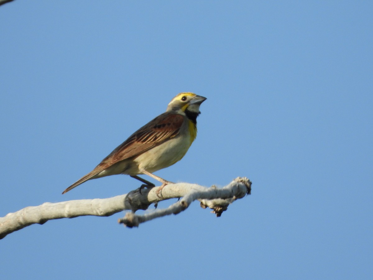 Dickcissel - ML620629512