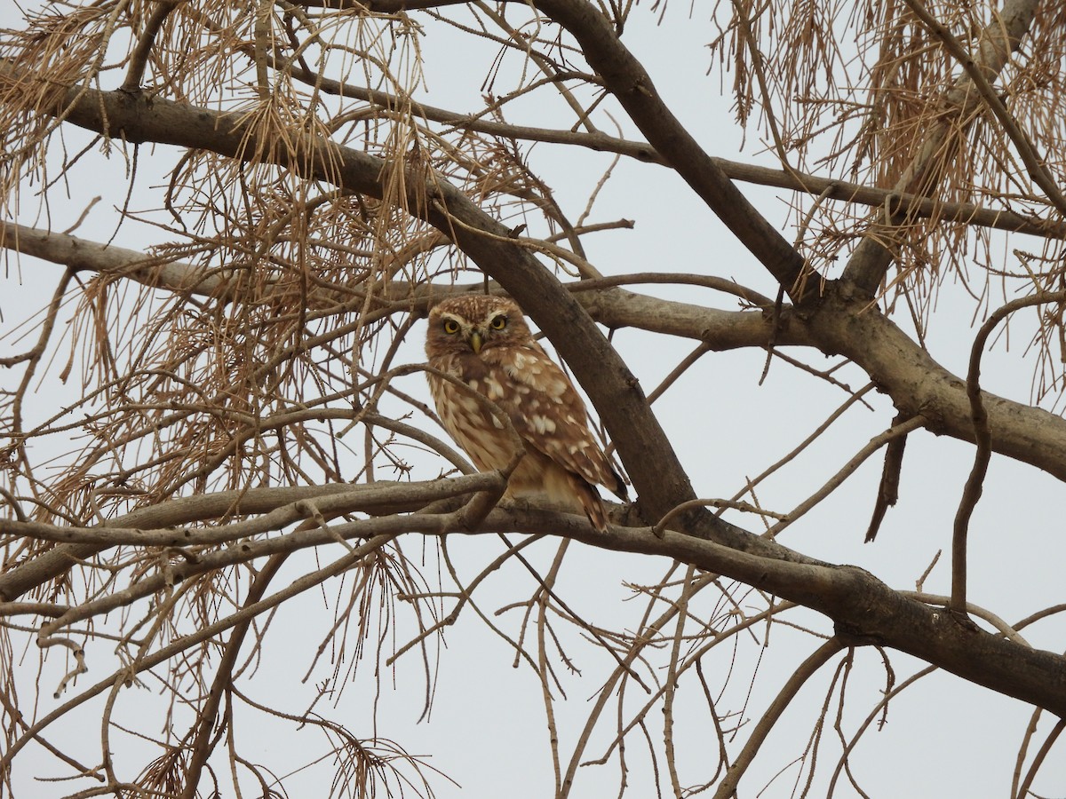 Little Owl - ML620629513