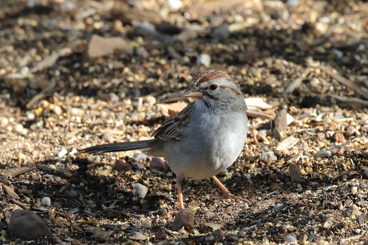 Rufous-winged Sparrow - Andrew Lee