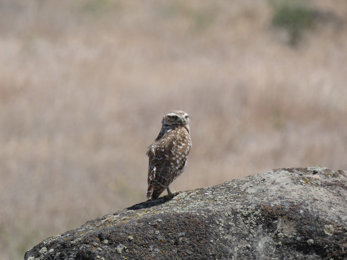 Burrowing Owl - undefined