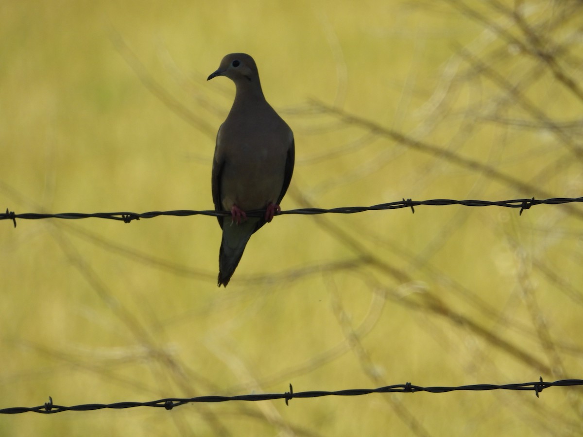 Mourning Dove - ML620629517