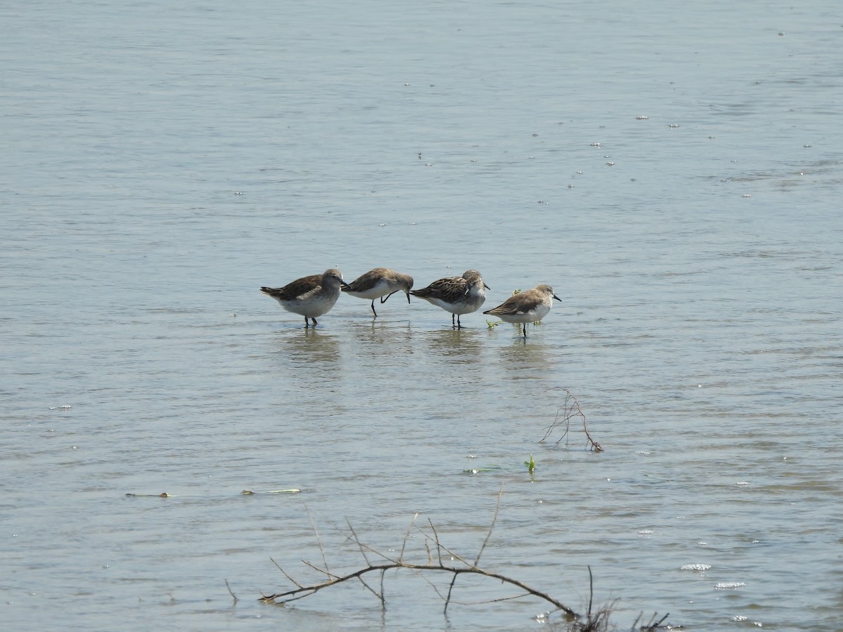 Semipalmated Sandpiper - ML620629518