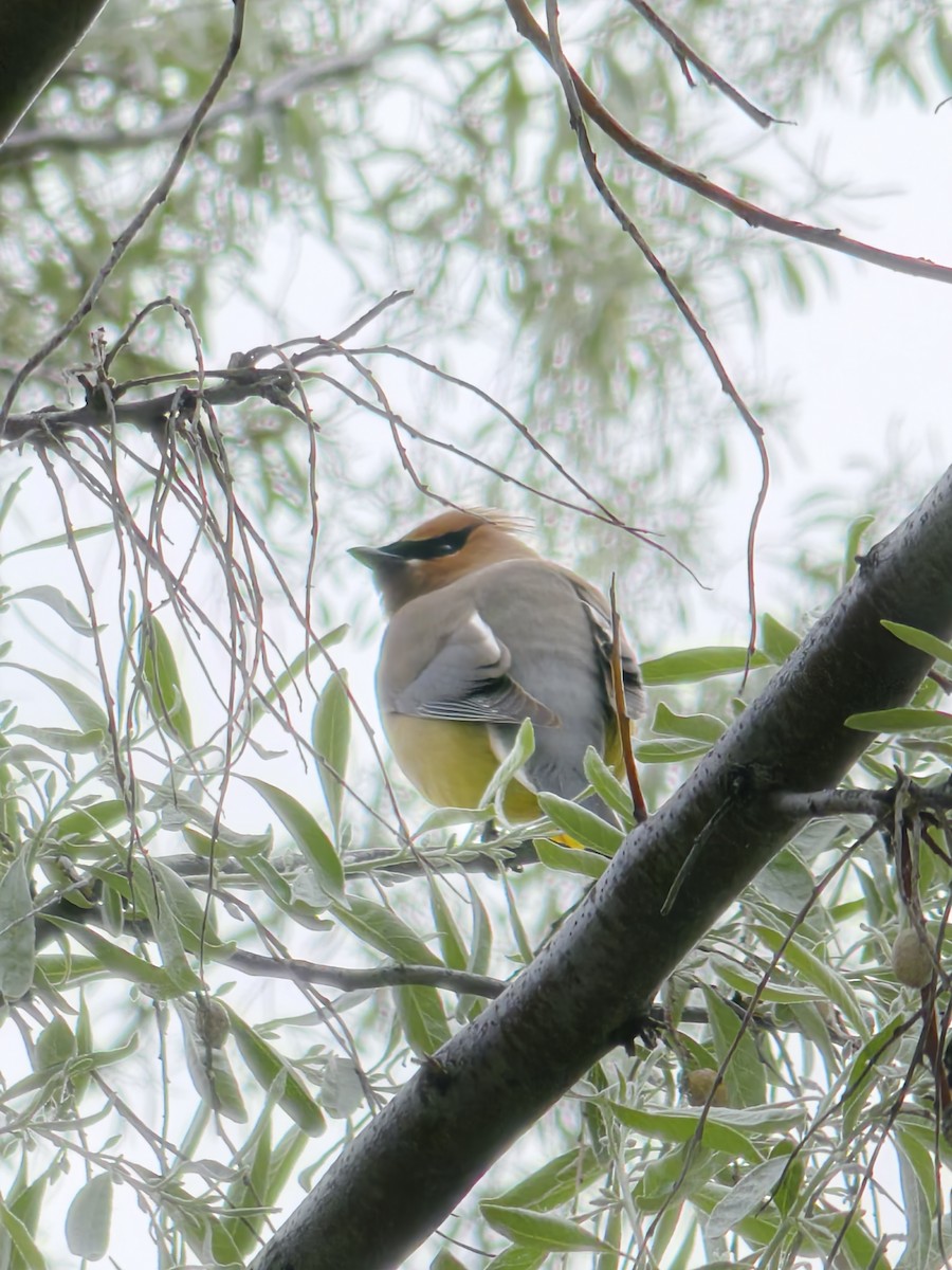 Cedar Waxwing - ML620629519