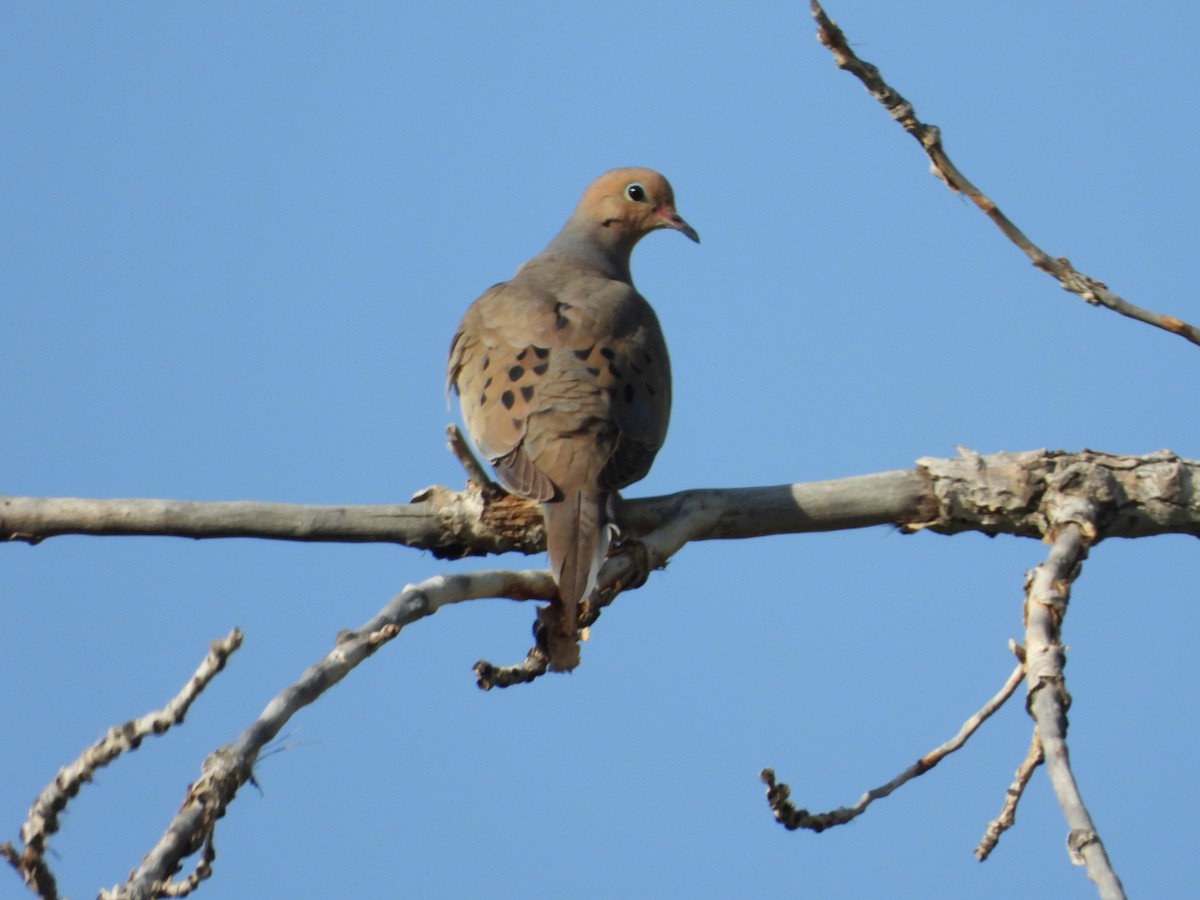 Mourning Dove - ML620629520