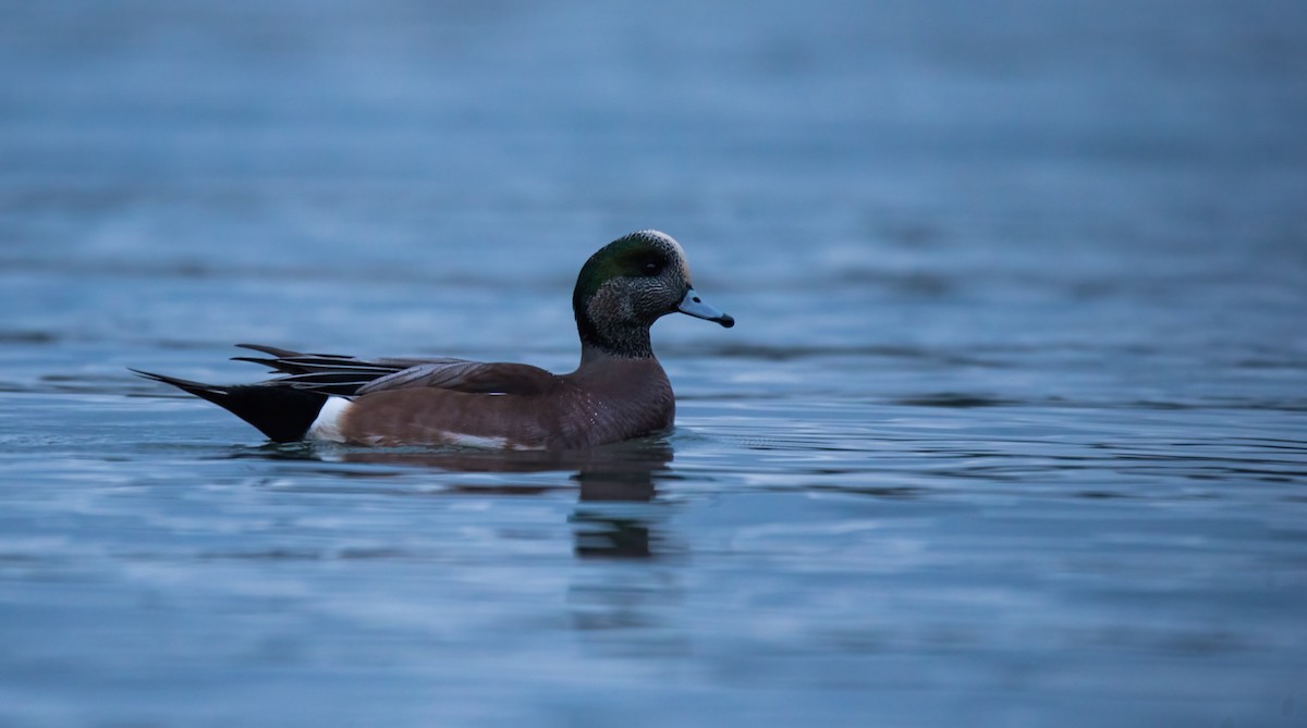 American Wigeon - ML620629521