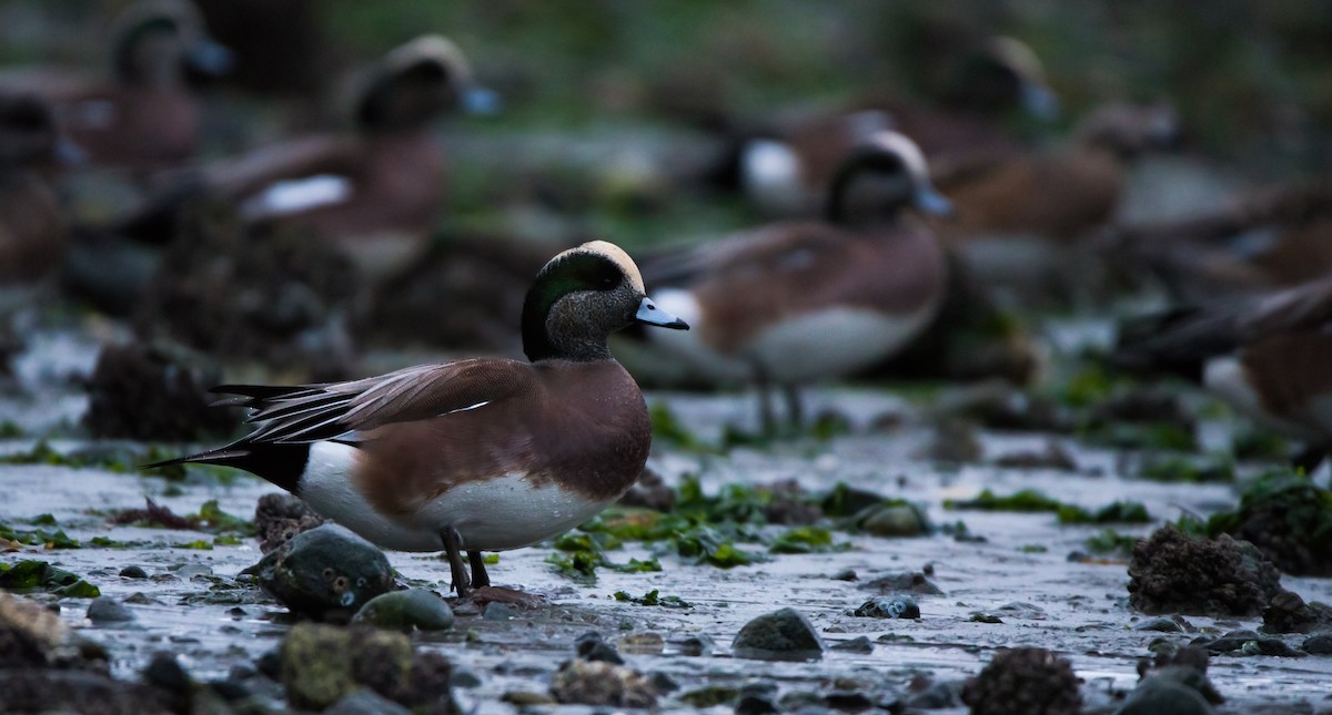 American Wigeon - ML620629522