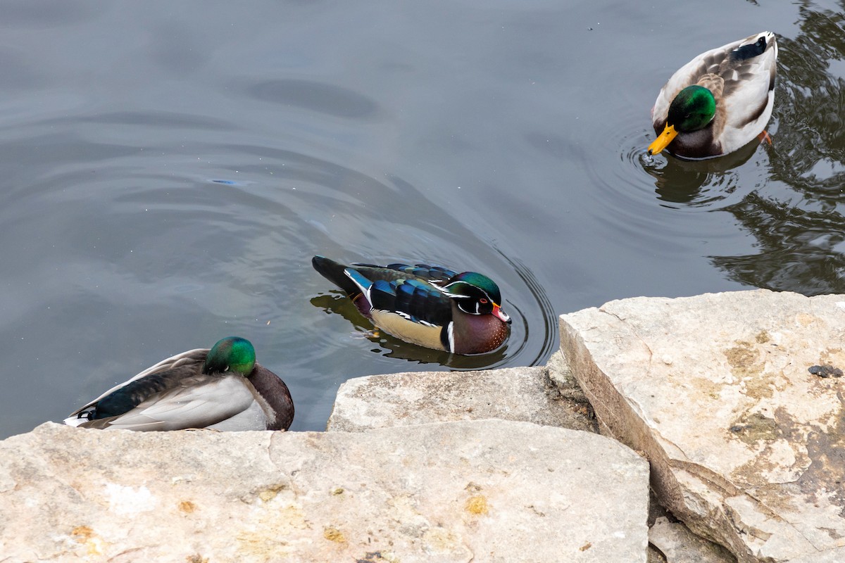 Wood Duck - ML620629524