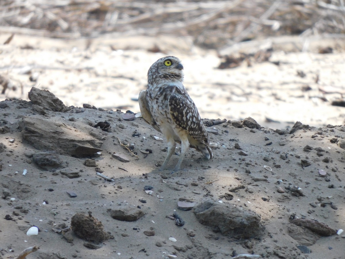 Burrowing Owl - ML620629525