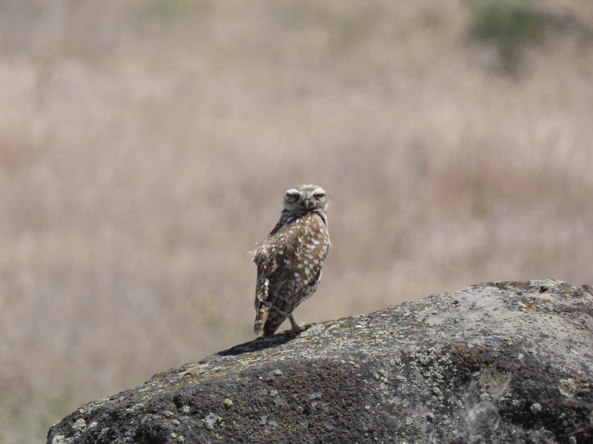 Burrowing Owl - ML620629529