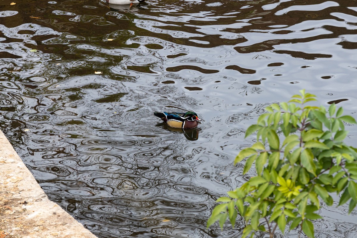 Wood Duck - ML620629530