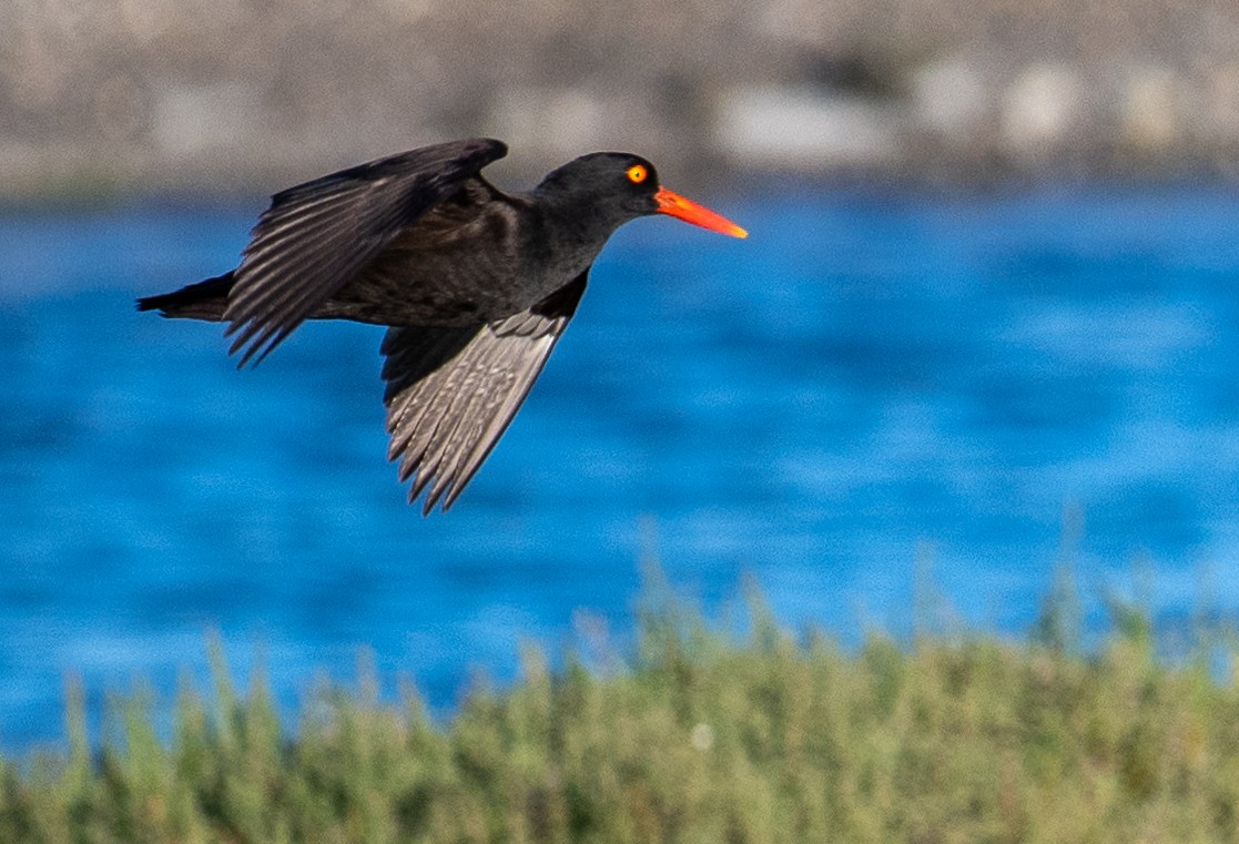 Black Oystercatcher - ML620629531