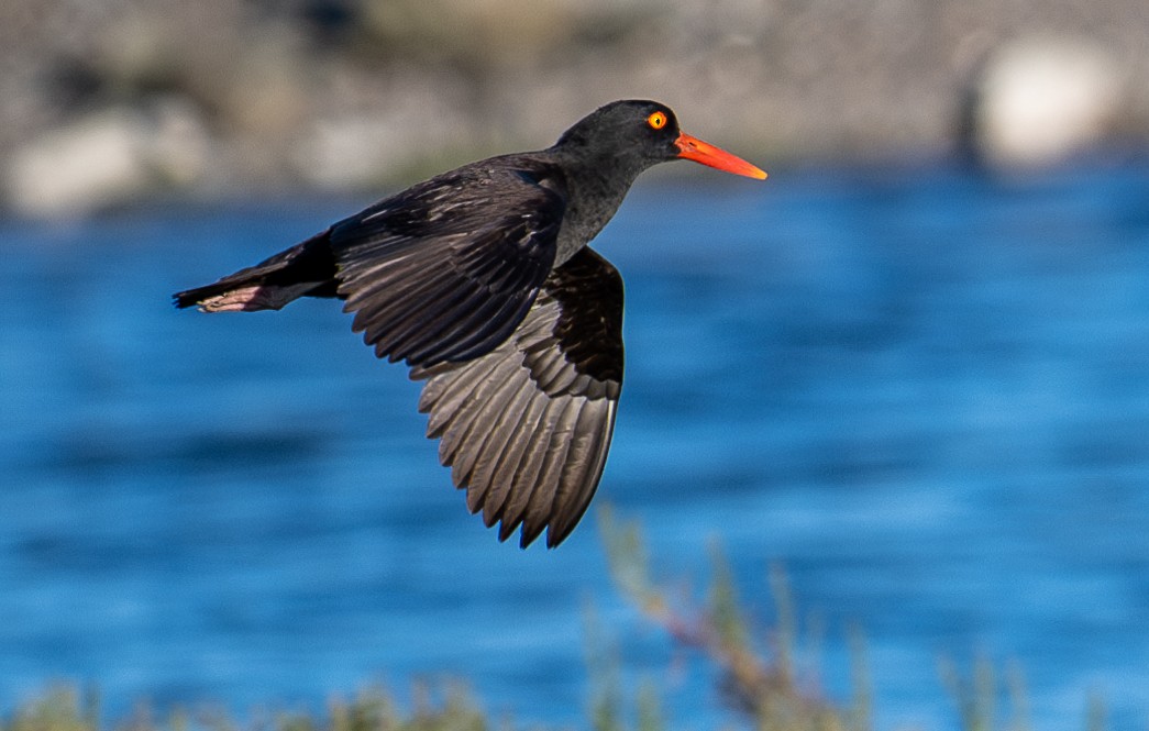 Black Oystercatcher - ML620629532