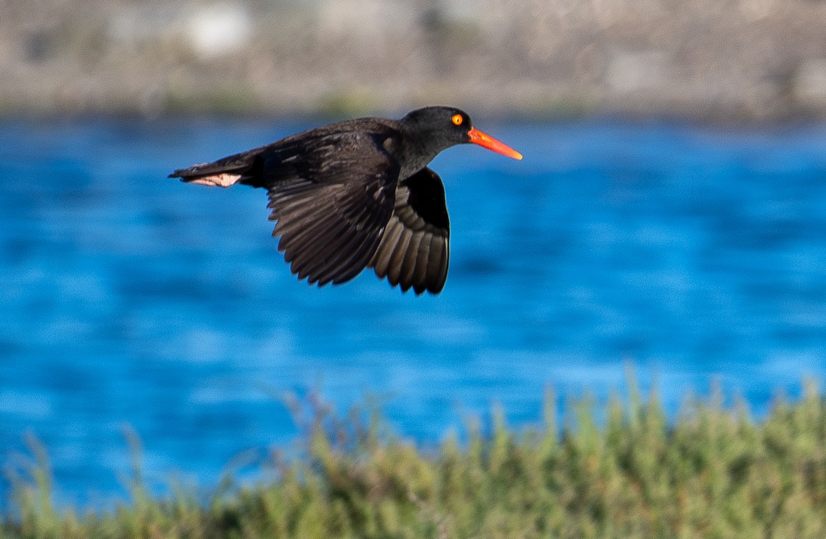 Black Oystercatcher - ML620629533