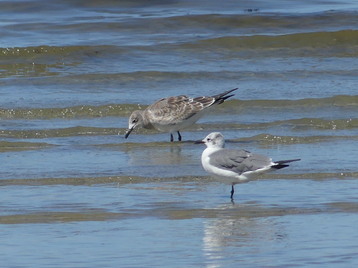 Gaviota Guanaguanare - ML620629538