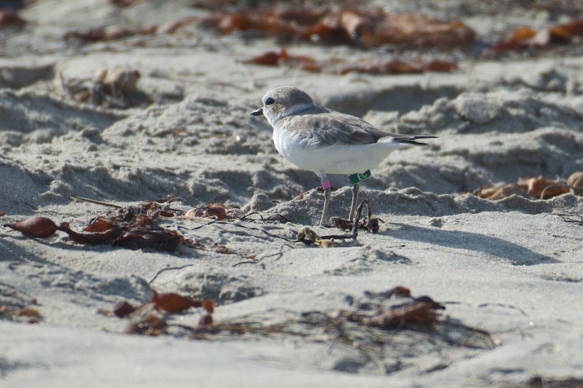 Snowy Plover - ML620629541