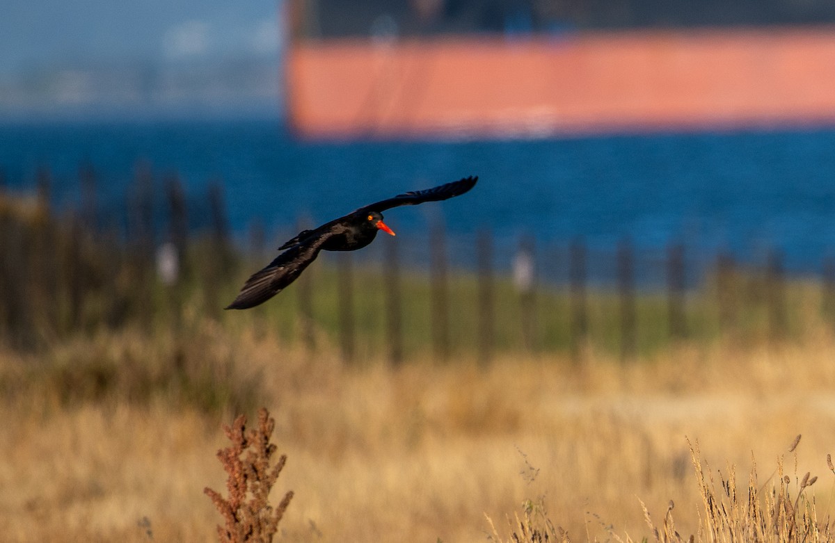 Black Oystercatcher - ML620629542