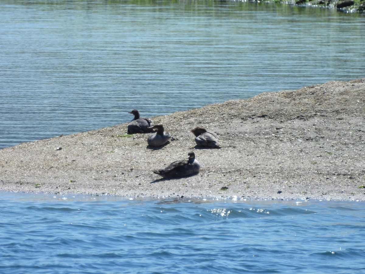 Common Merganser - ML620629543