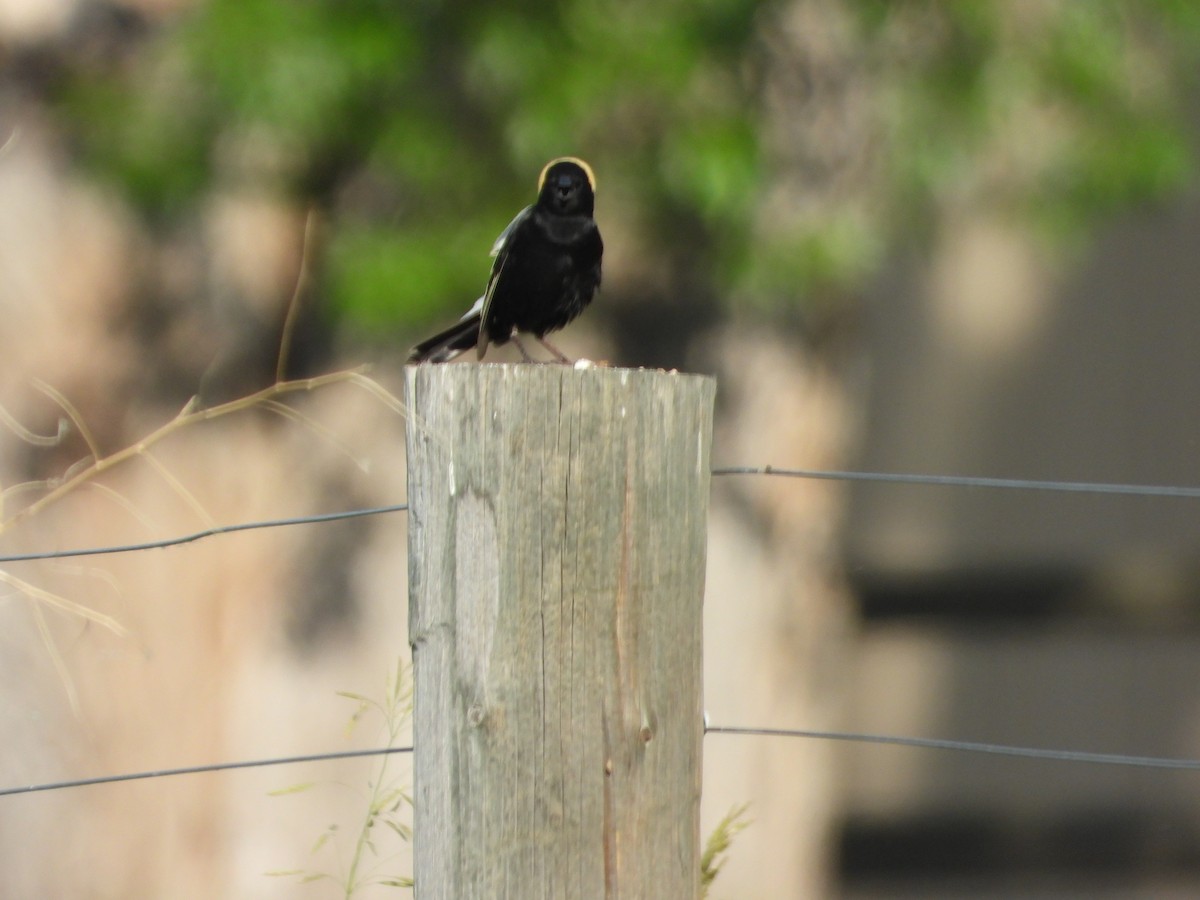 bobolink - ML620629544