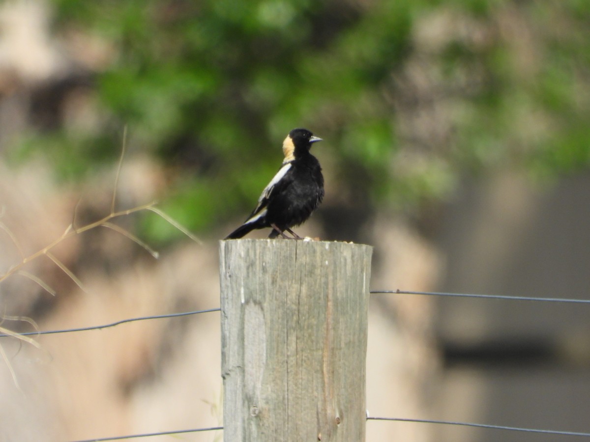 Bobolink - ML620629545