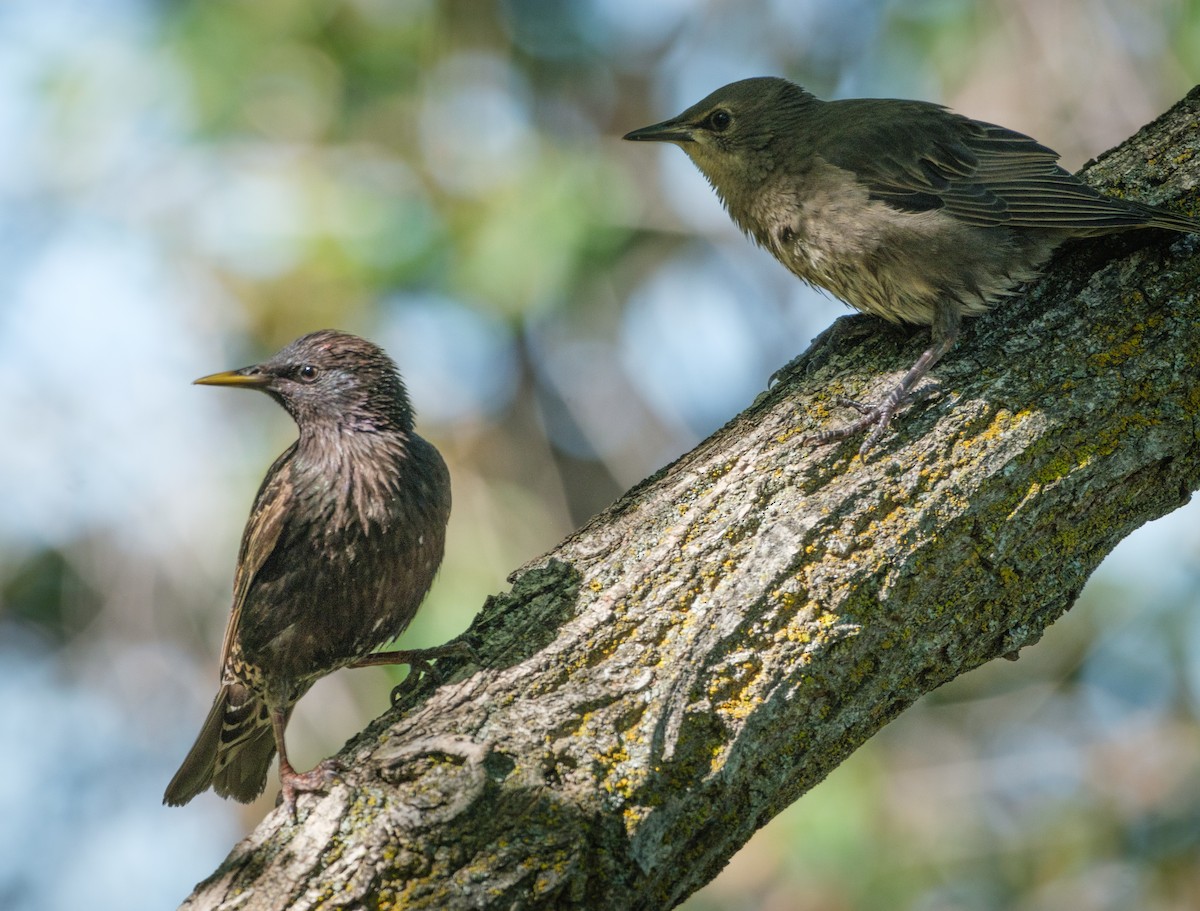 European Starling - ML620629548