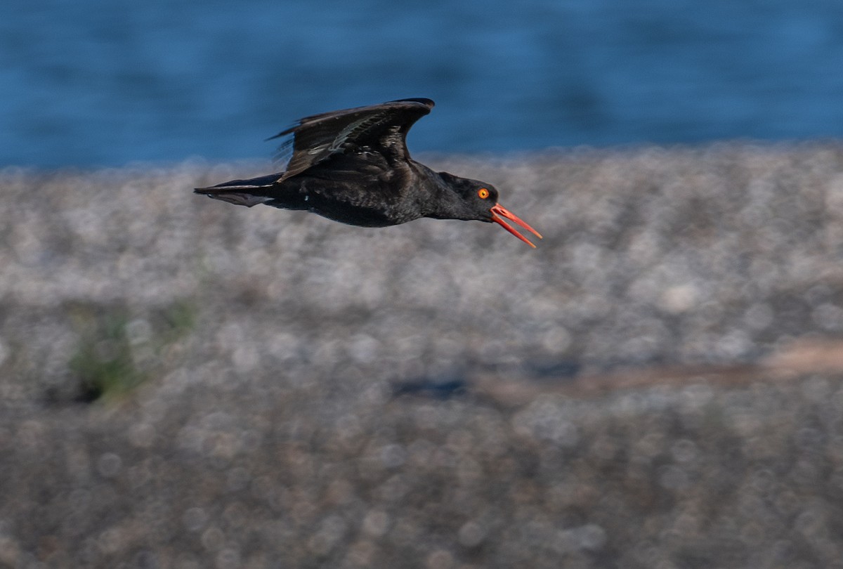 Black Oystercatcher - ML620629550