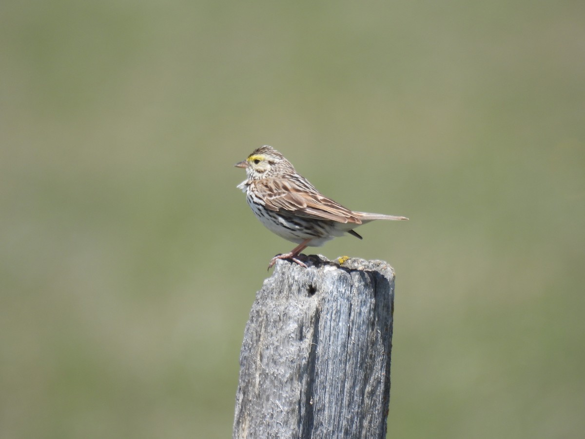 Savannah Sparrow - ML620629554