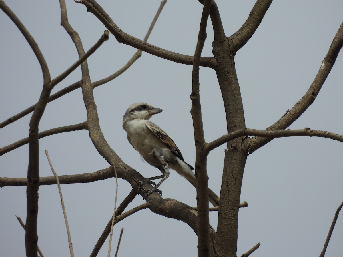 Great Gray Shrike - ML620629557