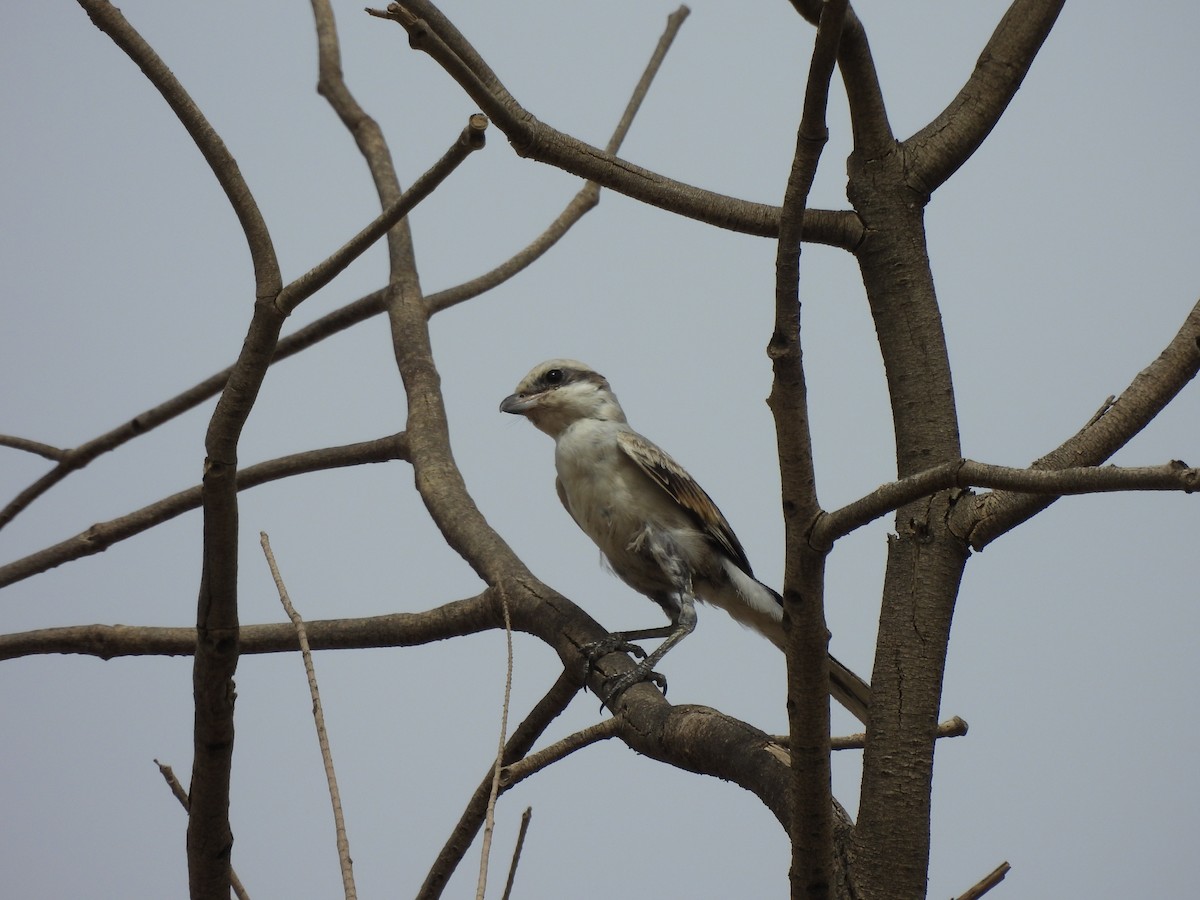 Great Gray Shrike - ML620629558