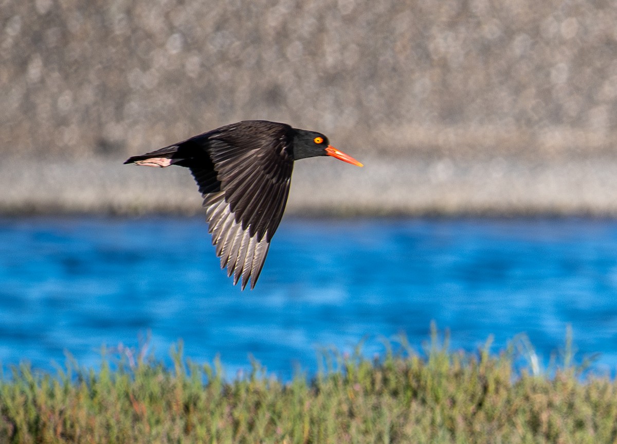 Black Oystercatcher - ML620629561