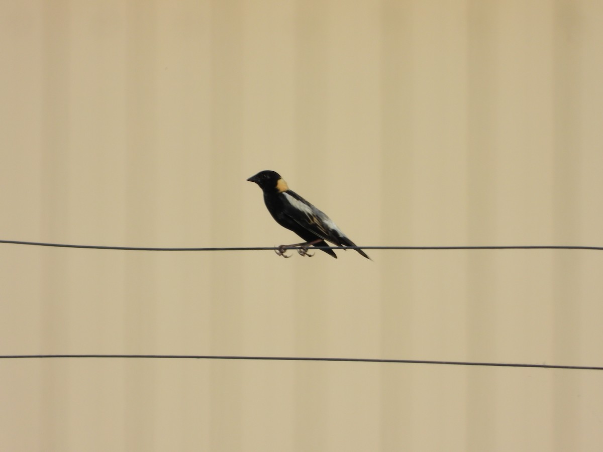 Bobolink - ML620629562