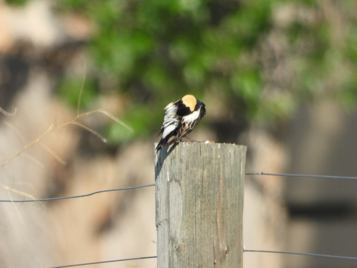 Bobolink - ML620629564