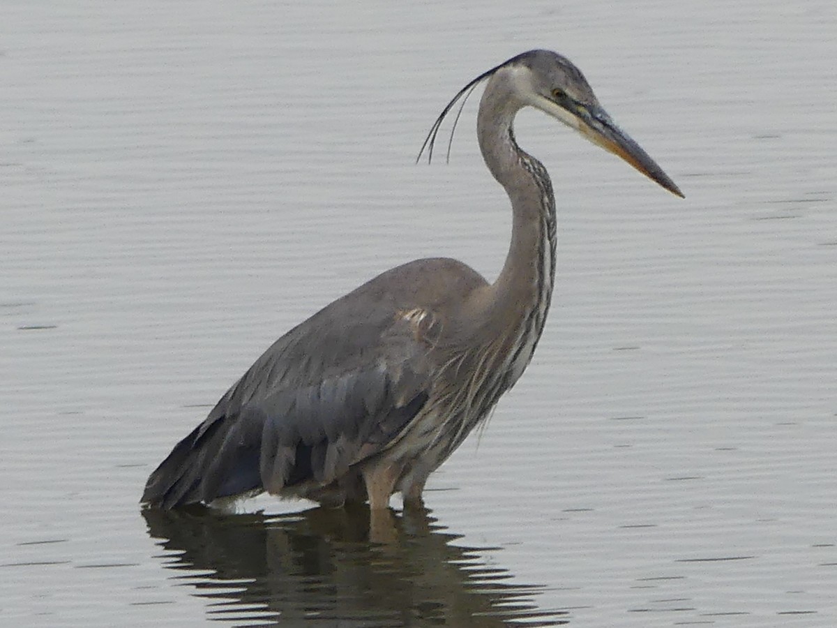 Great Blue Heron - ML620629565