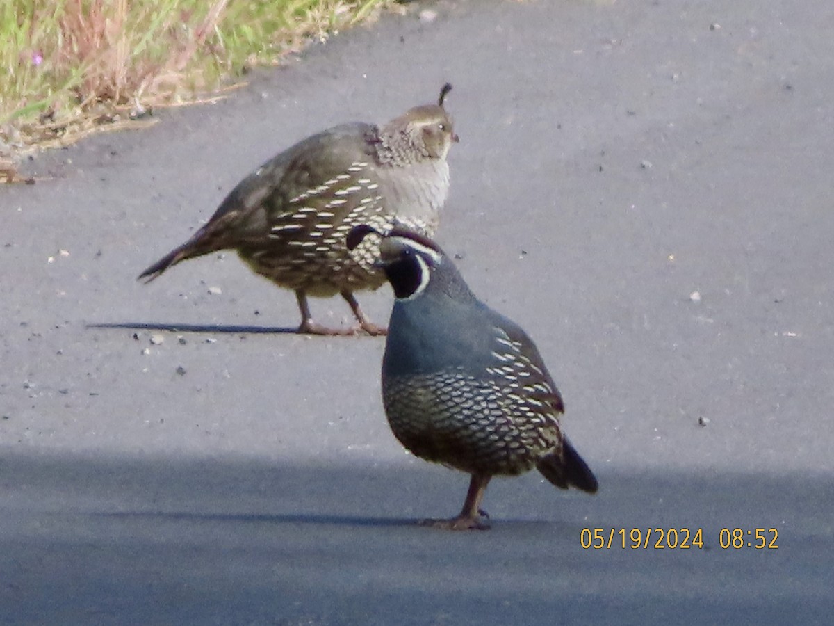 California Quail - ML620629569