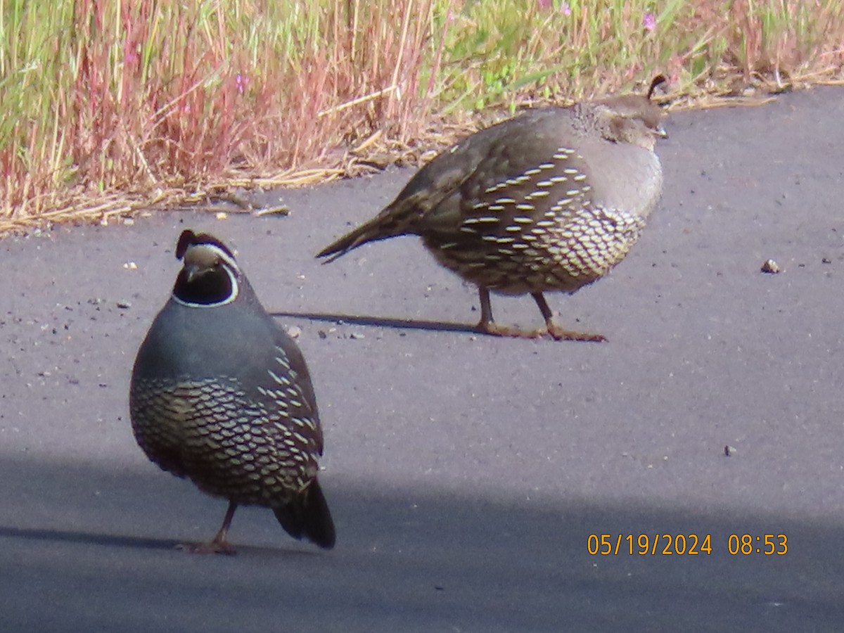 California Quail - ML620629570