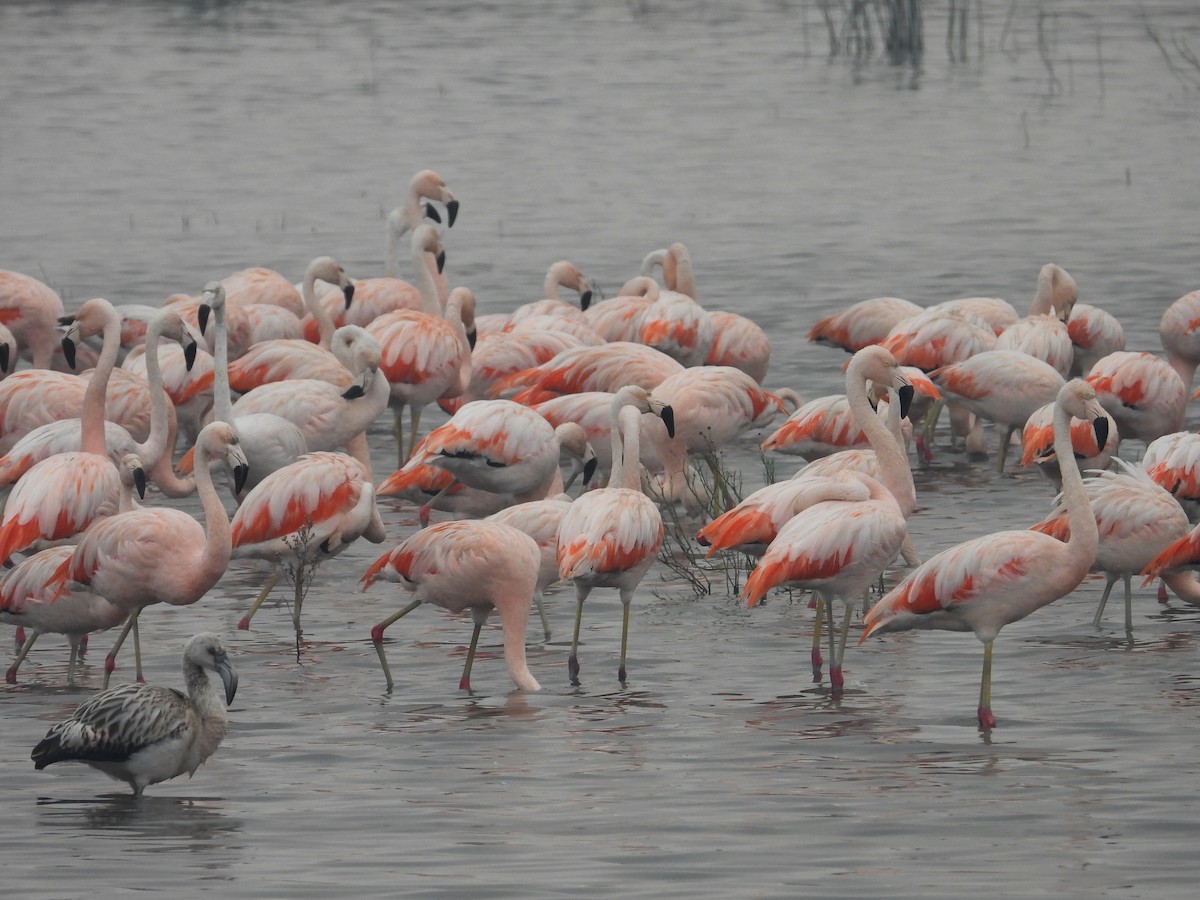 Chilean Flamingo - ML620629575