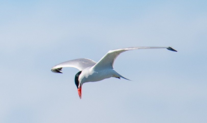 Caspian Tern - ML620629577