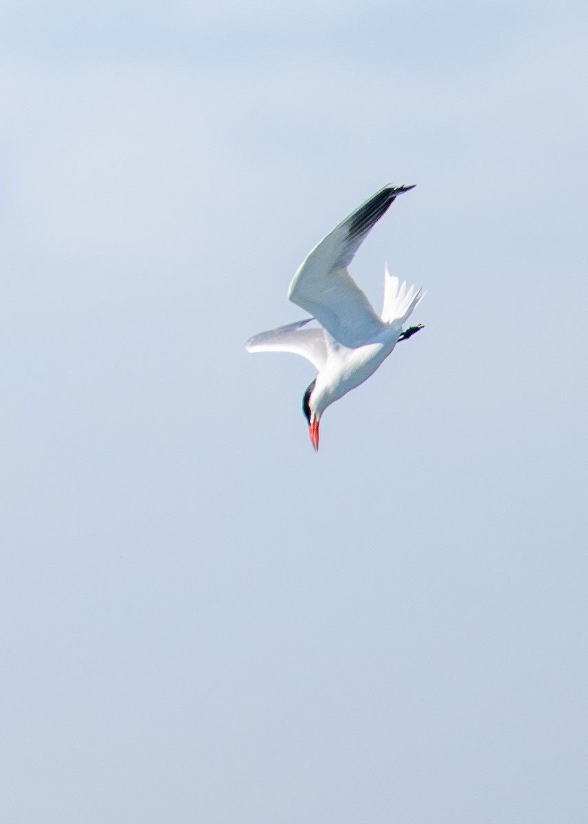 Caspian Tern - ML620629578