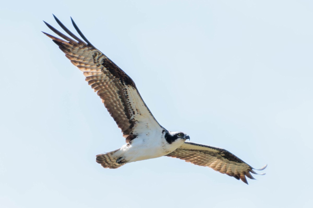 Águila Pescadora - ML620629579