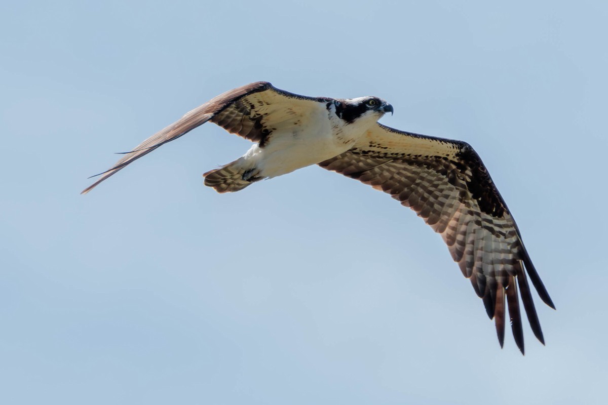 Águila Pescadora - ML620629580