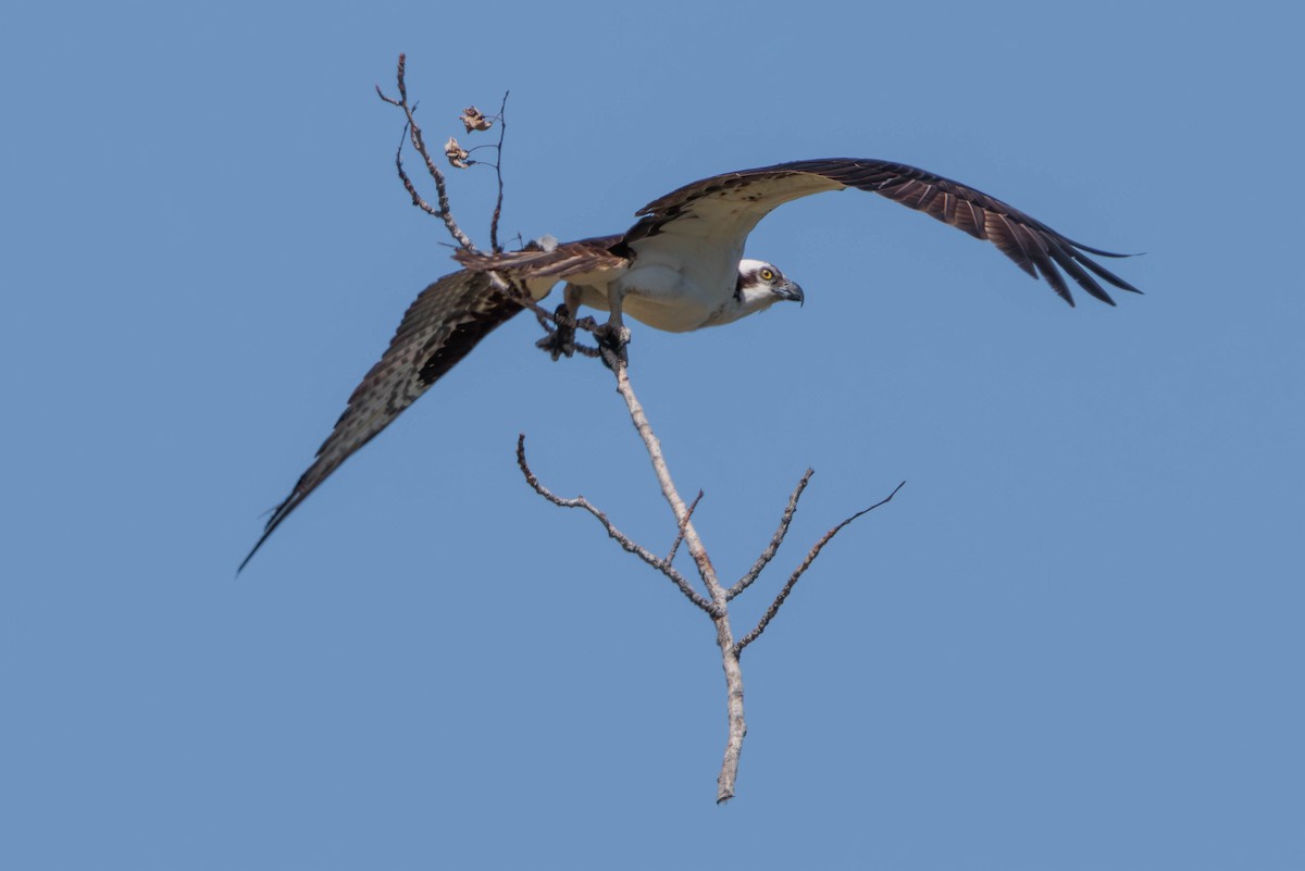 Águila Pescadora - ML620629582