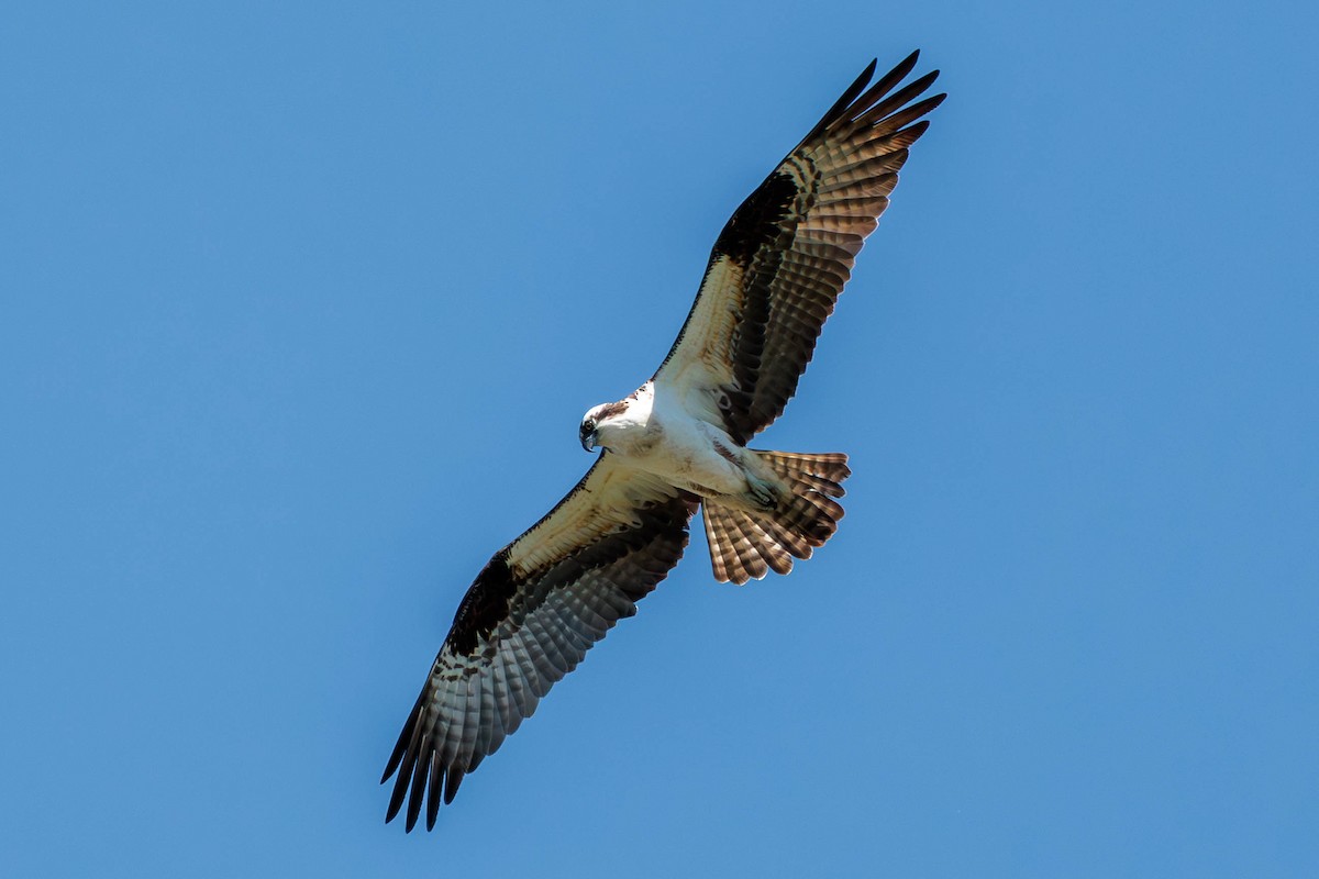 Osprey - Pierce Louderback