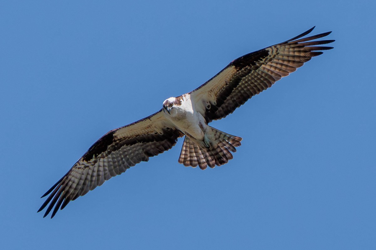 Águila Pescadora - ML620629585