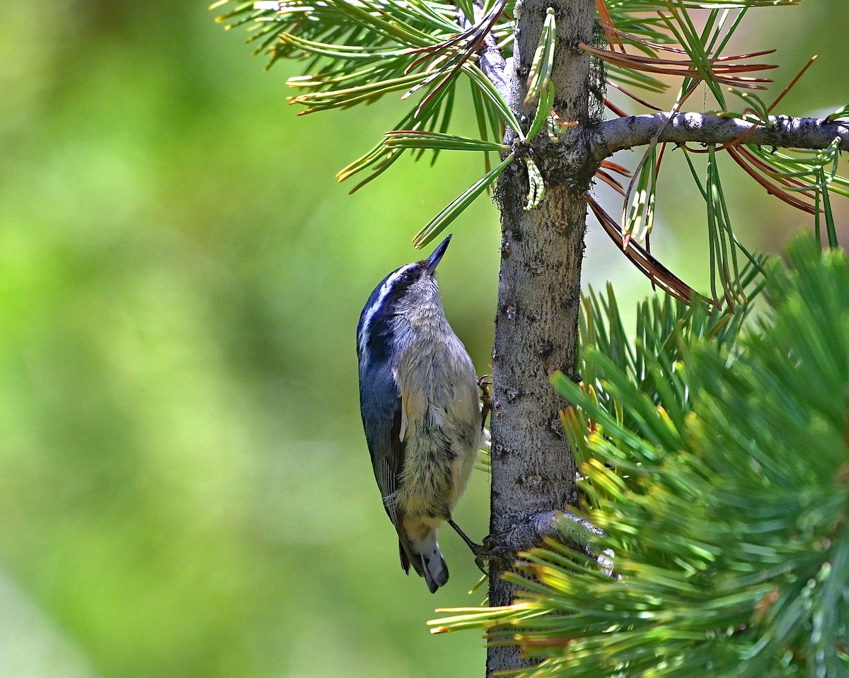 Red-breasted Nuthatch - ML620629590