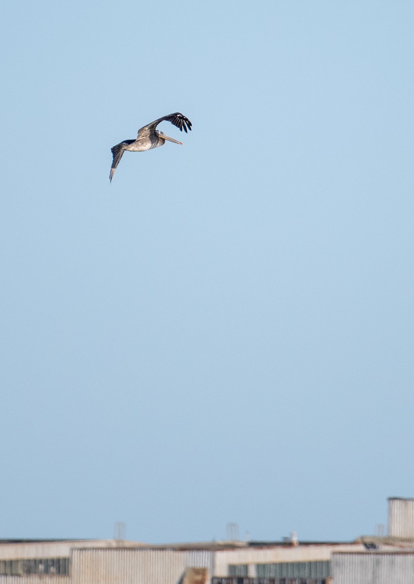 Brown Pelican - ML620629591